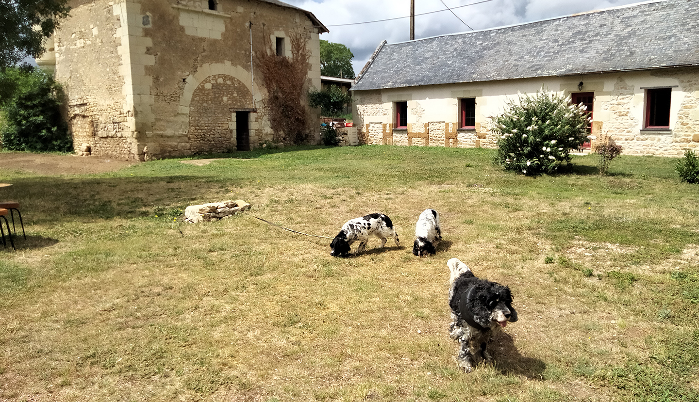 Élevage de cocker anglais dans la Marne