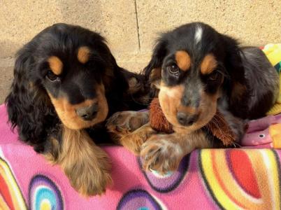 chiots cocker anglais la pierre aux leux