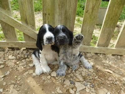 chiots Cocker anglais de la Pierre aux Leux